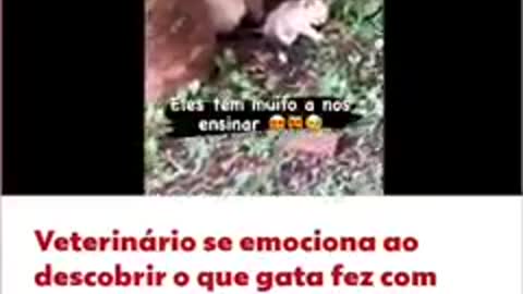 Alimentou a gatinha e teve surpresa. Viralizou