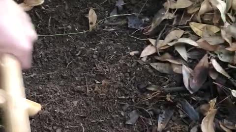 Vibrations Make the Worms Come to You