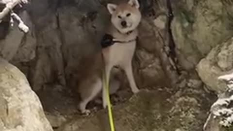 Akita inu scared of the snow