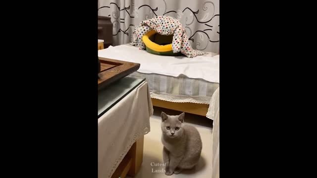 πCute And Funny Pets | Try Not To Laugh To These Pets Compilation #107βββ π Cutest Lands