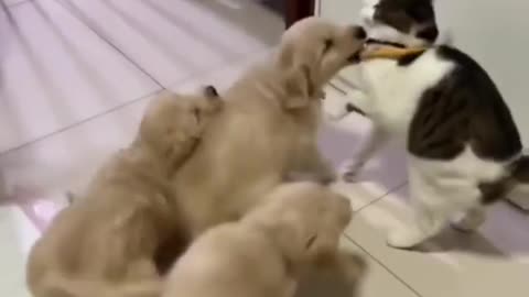 Cute puppies and dog