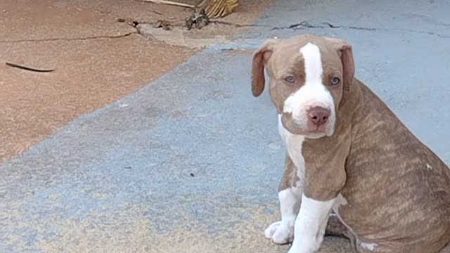 Meu Pit Bull Zé 50 dias