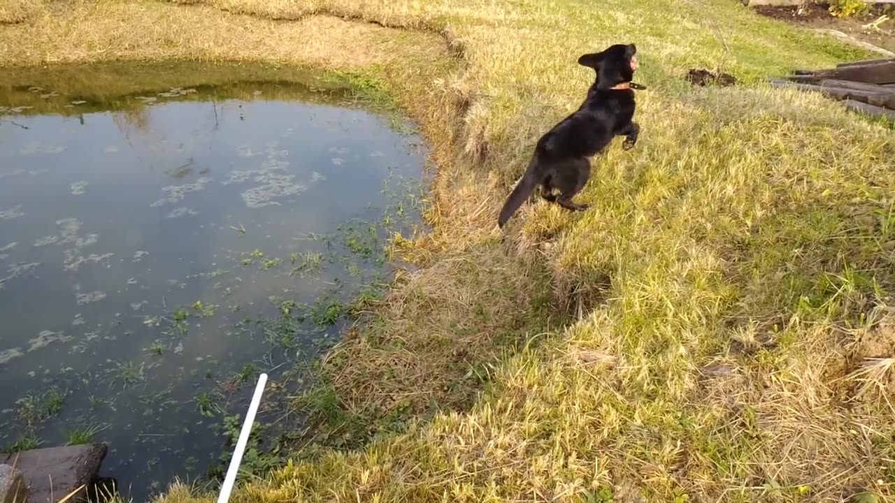 cute dog playing with a toy