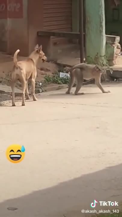 funny, cats, funny animals, funny cats,