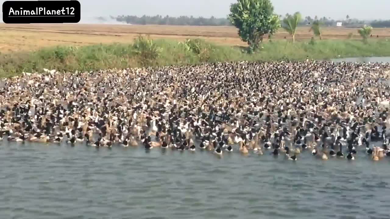 Herding Millions of Ducks_ AnimalPlanet12 _(720P_HD).MP4