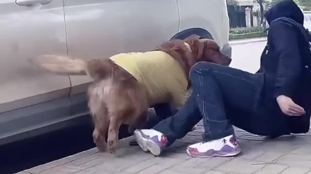 The Dog Knows How to Think and do Good Deeds to Help the Owner
