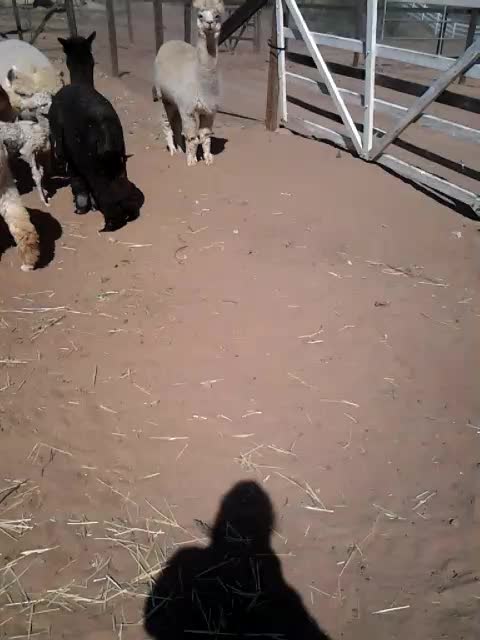 Brand new alpaca baby