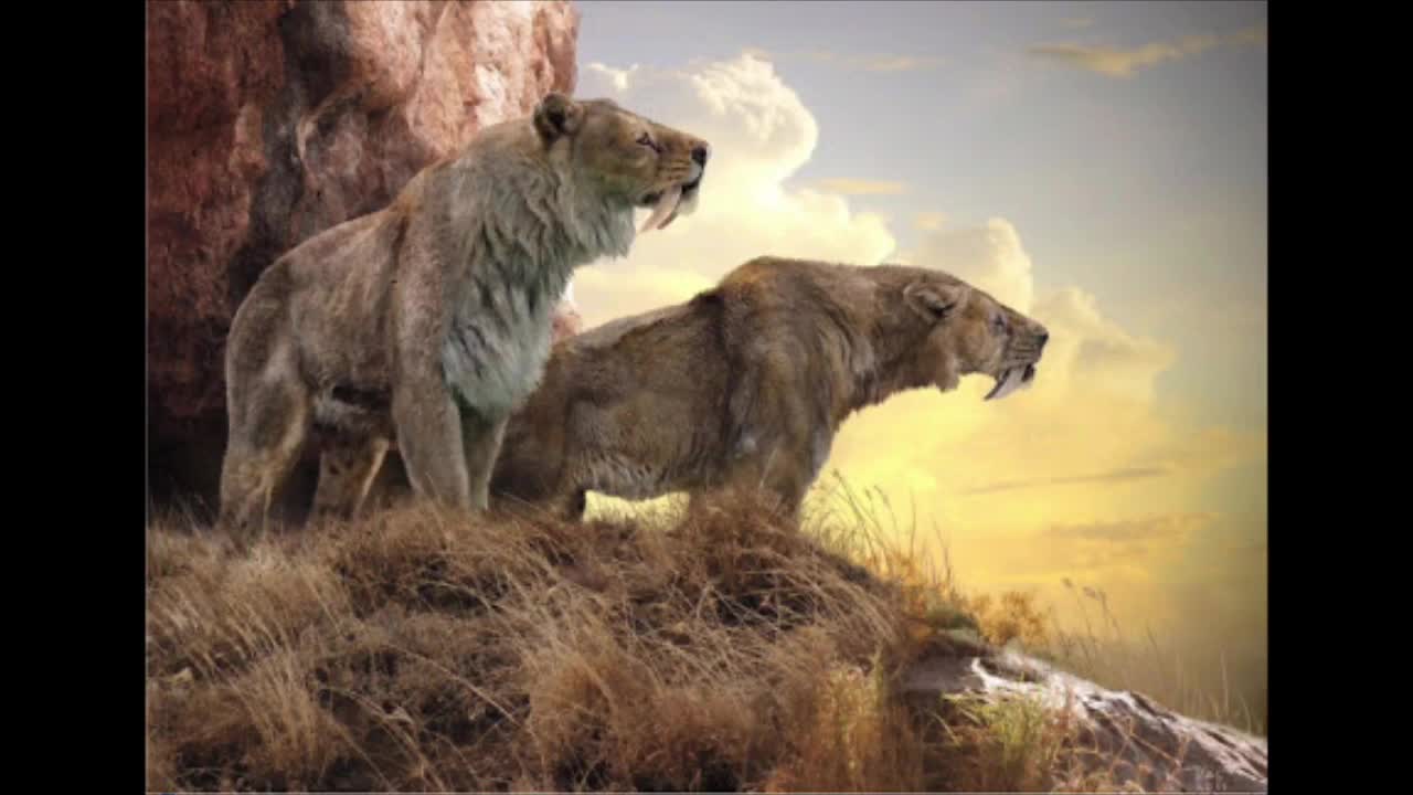 Smilodon sound effect copyright free