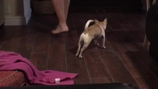 Dog stretches with owner