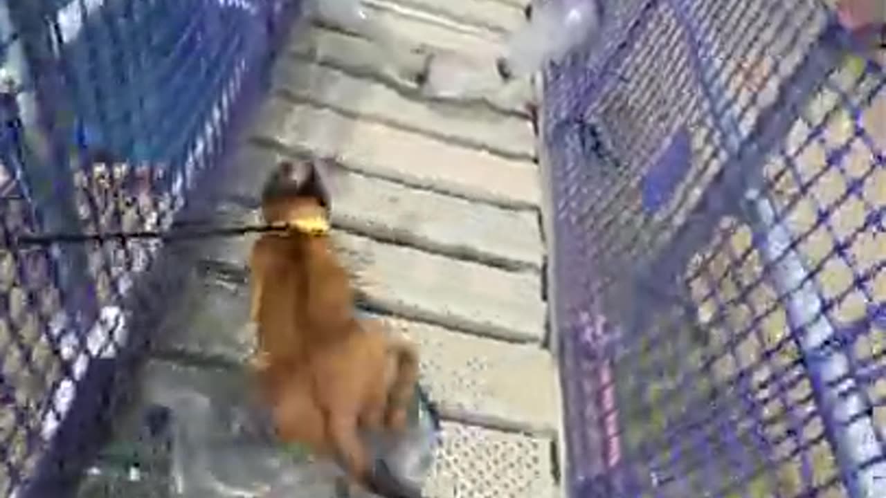 Puppy’s life 🐾🐾 12 weeks old🔥🔥🔥 environment day