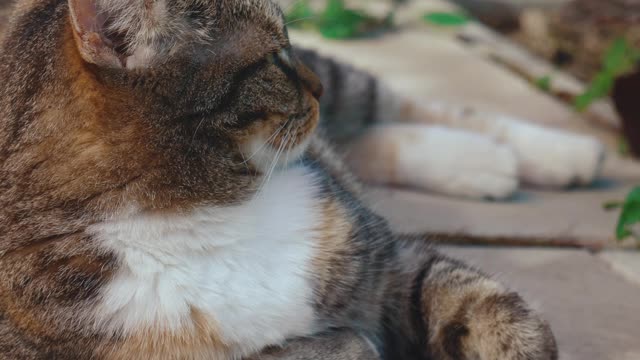 Can your Cat do something like this Cat...?