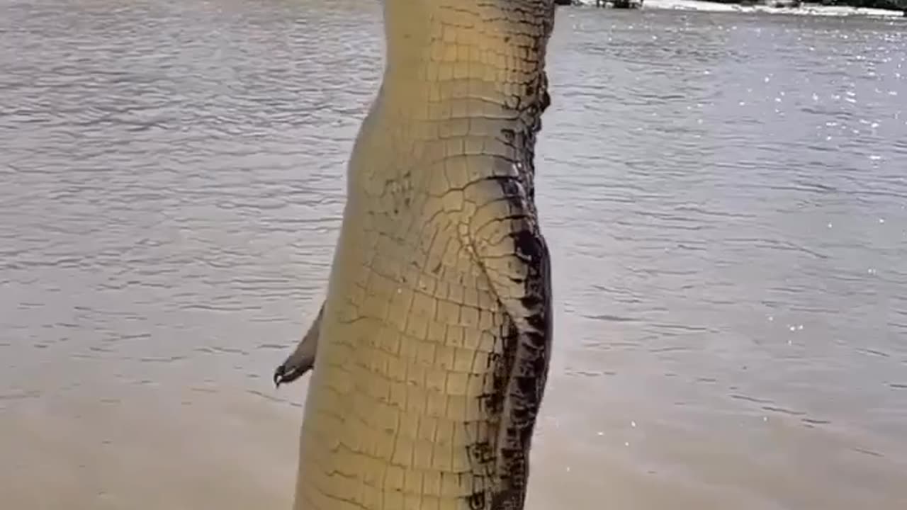 Crocodiles Can Jump High Out Of The Water #shorts #shortvideo #video #virals #videoviral