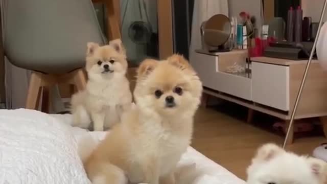 3 Cute Dogs Pet Compilations Creative Commons Video #trending #youtubeshorts #pomerian Cute Puppy πΆπ