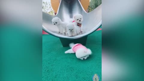 Funny Cats and Dogs