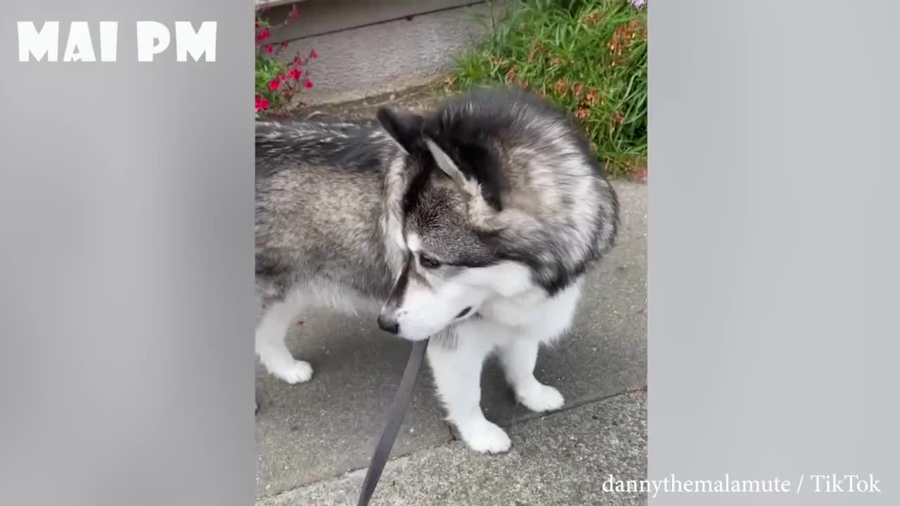 Dog Funny Videos TRY NOT TO LAUGH