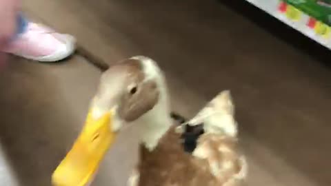 Discovering a Pet Duck in a Supercenter