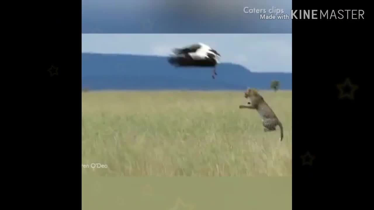 Most viral videos wild animals hunting 2021