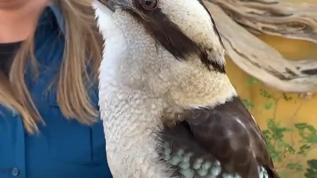 I always loved hearing these birds in kookaburra Australian 💕