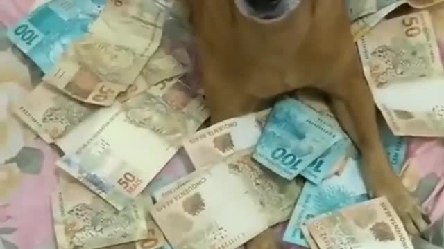 Vídeos fofos e engraçados de cachorros _ Apenas meu dinheiro _