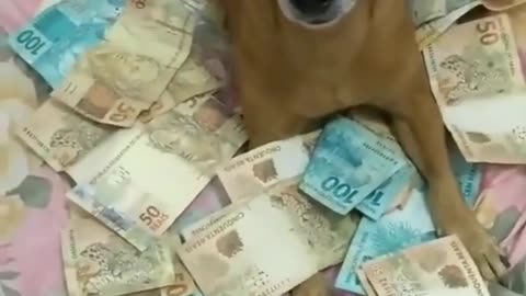 Vídeos fofos e engraçados de cachorros _ Apenas meu dinheiro _