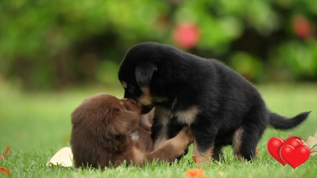 Amor de hermanos perrunos😍