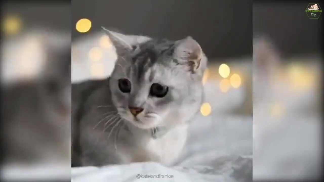 cute and funny cat compilation | funny pet vídeos