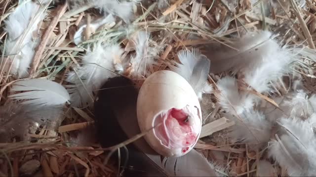 A baby pigeon is hatching from an egg