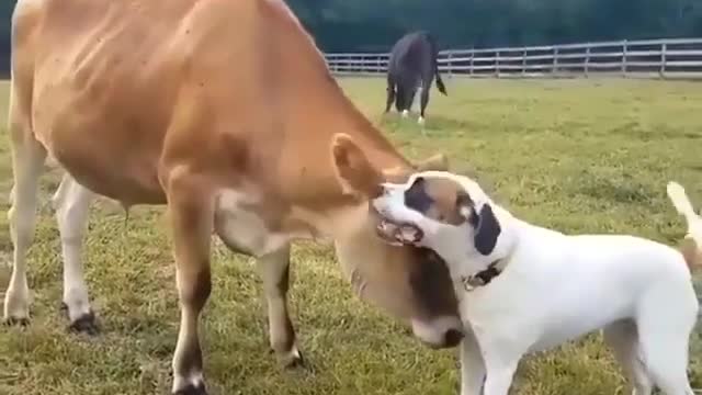 Oh No Unbelievable! A Dog and a Cow what are they doing?