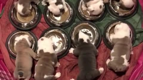 group of puppies eating together