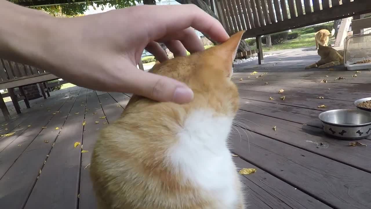 A cat with a fist-sized face