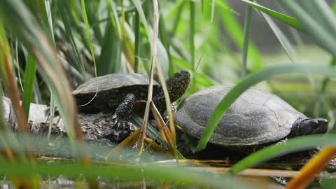 Two turtles enjoying in the sun and observing the environment