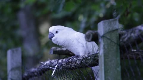 Discover the Real Dancing white parrot
