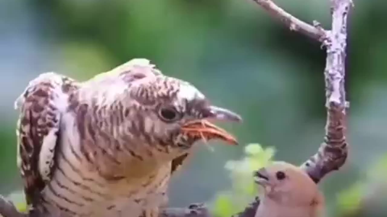 If Birds 🐦 🐦⬛ can!!! Why can't we take care of our old ones in family