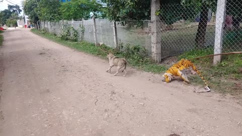 Wow Nice Prank! Fake Tiger Prank Dog Run away Funny Action 2021