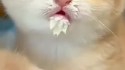 Littel cute kitten