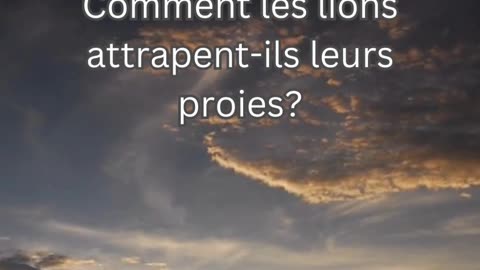 Fait sur le Lion 4 - Comment les lions attrapent-ils leurs proies?