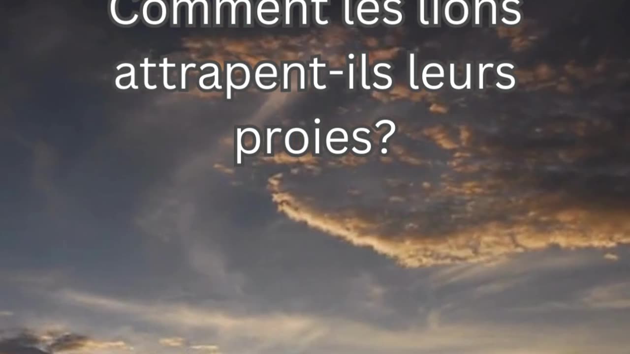 Fait sur le Lion 4 - Comment les lions attrapent-ils leurs proies?