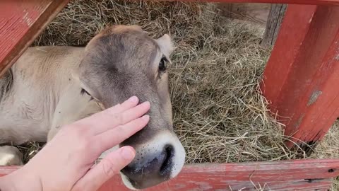 Cow @ Prabhupada's Palace of Gold, WV