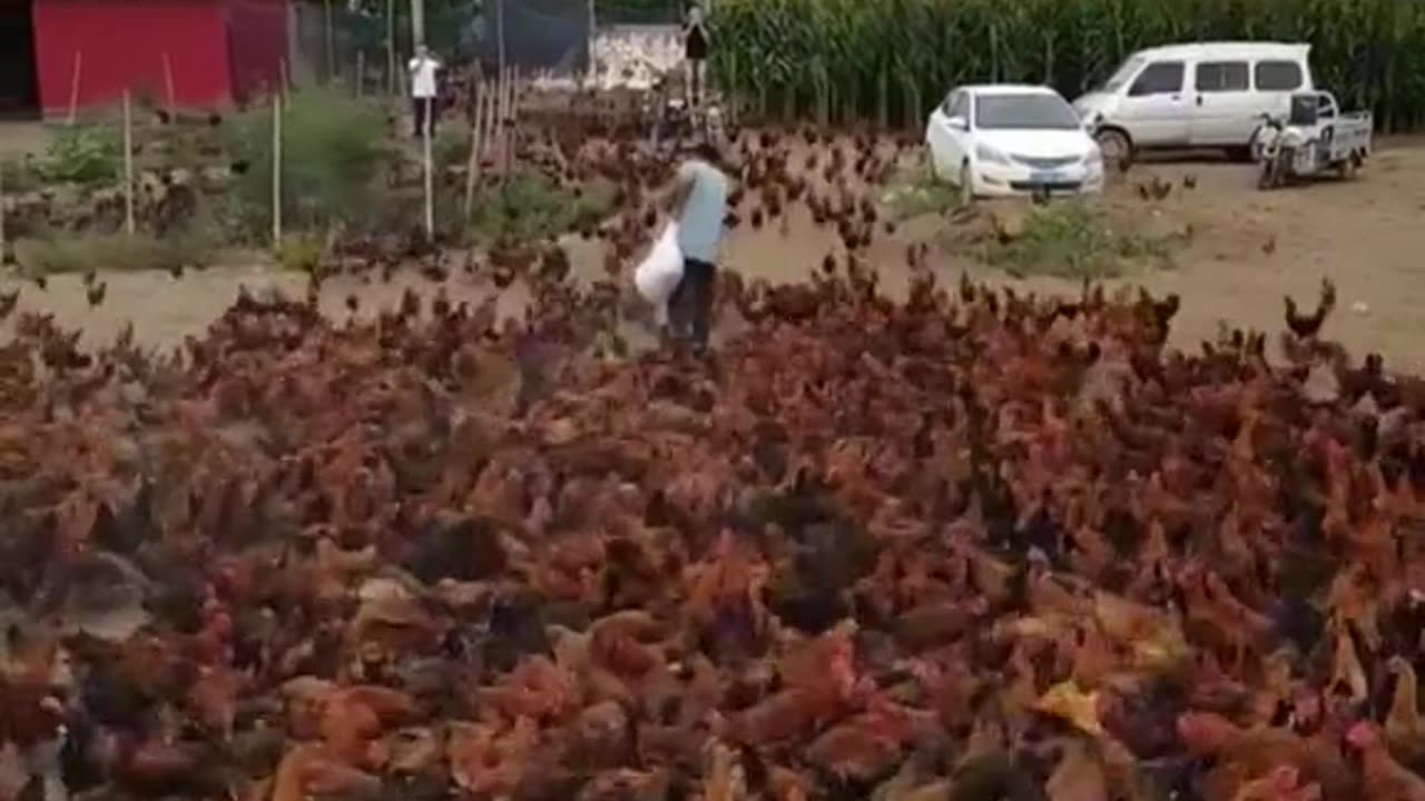 The chickens fight for food