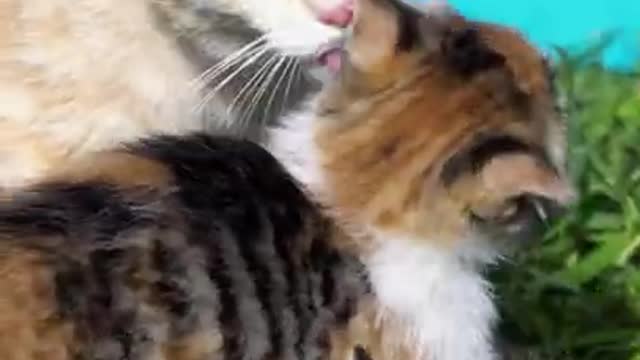 Adorable Kittens & Mother Cat video