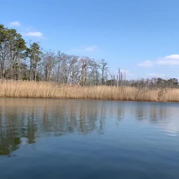 Do You See the NEST?