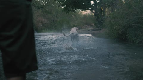 Dog catches a ball in a river