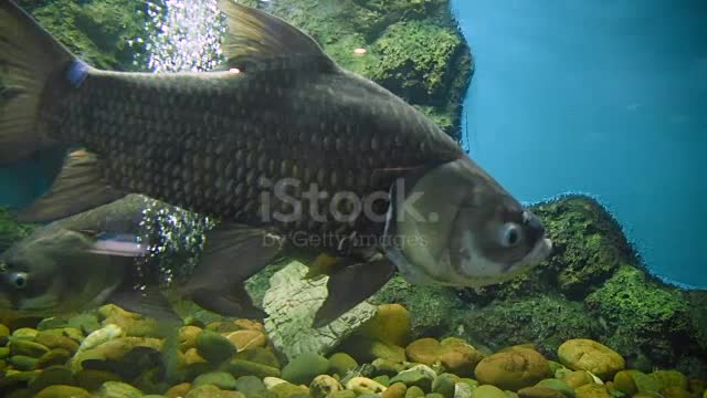 Bangkok Aquarium, freshwater fish