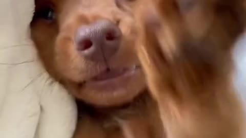 Dog funny video