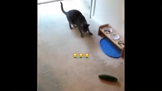 Cute funny cat