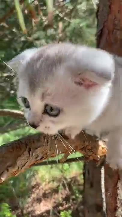 Cat funny status 🤣🤣😅