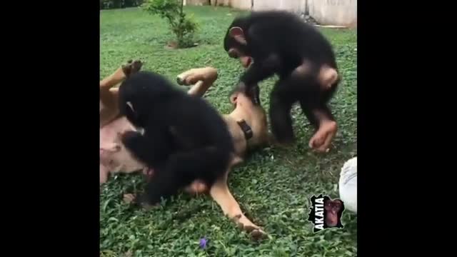 Funny Monkey Videos - A Funny Monkeys Compilation 2021