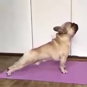 Very funny video Hot motivation yoga stretches (pug dog) up dog & downward dog poses