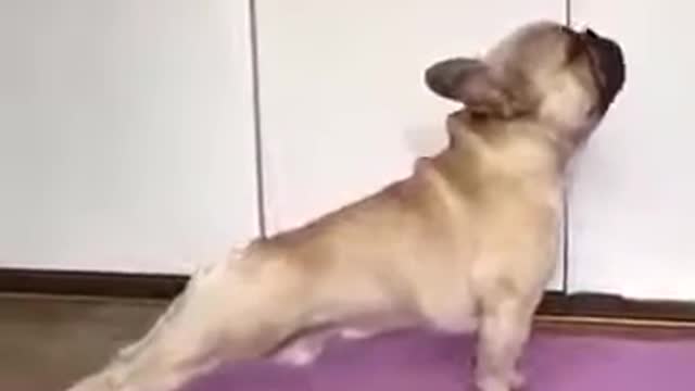 Very funny video Hot motivation yoga stretches (pug dog) up dog & downward dog poses