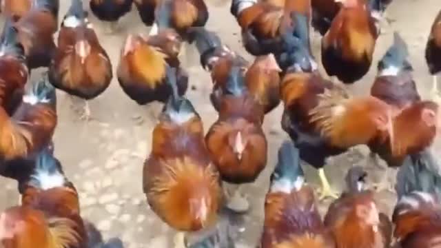 see the number of chickens in this place